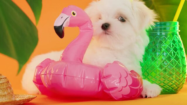 Cute small white puppies of the Maltez breed on trendy background. Vacation, Pets, lifestyle concept. Puppy in hat and sunglasses with cocktail and an inflatable circle for the pool.
