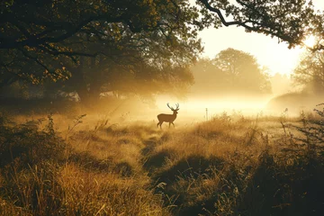 Photo sur Plexiglas Antilope Deer in the Morning forest