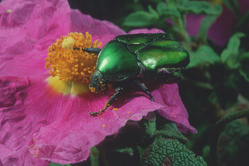 beetle on a flower Cetonia aurata on pink cistus