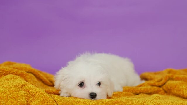 Cute small white puppies of the Maltez breed plays, rests and licks his lips on the plaid. Pets and lifestyle concept.