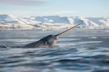 A narwhal's tusk emerges from the frigid Arctic waters with snowy mountains in the backdrop. Place for text