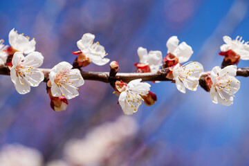 Cherry blossoms in spring in garden, selective focus. Beautiful blur of lantern - 745406904