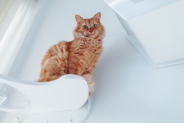 A fluffy red cat sits on a shelf against a white wall