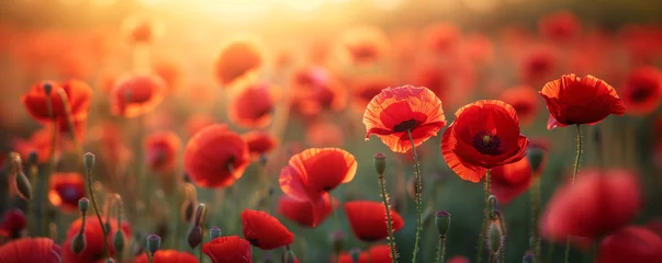 Zelfklevend Fotobehang field of bright red poppies under the soft glow of the sunset, a picturesque scene of natural beauty and tranquility © Ms_Tali