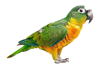 Green parrot on an isolated black background, cut out - stock png.