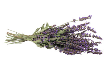Lavender bouquet tied with twine, cut out - stock png.