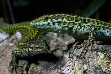 green lizards on a tree, Lucertole (Podarcis tiliguerta)