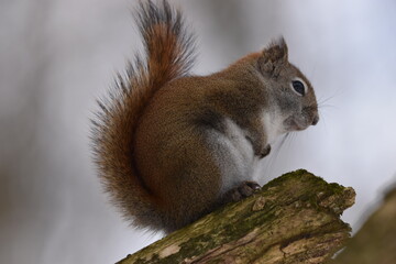 La Plaine 25 Février 2024