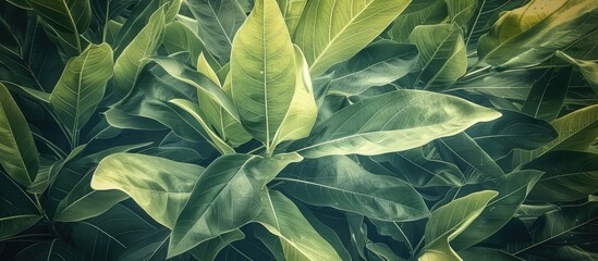 A detailed view of vibrant green mango tree leaves showcasing their delicate veins and rich color. The leaves are closely clustered in the frame, creating a visually appealing composition.