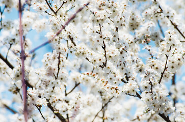 Fototapeta premium Abundance of cherry tree flowers in blossom