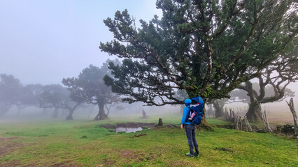 Hiker man with baby carrier at old evergreen laurel trees (Ocotea foetens) in mystical fog in ancient subtropical Laurissilva forest of Fanal, Madeira island, Portugal, Europe. Magical fairytale scene