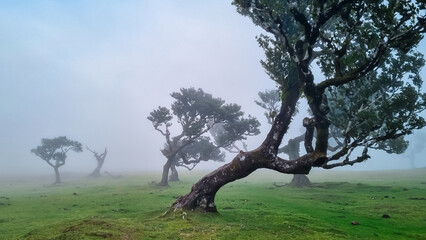 Old evergreen laurel trees (Ocotea foetens) surrounded by mystical fog in ancient subtropical...