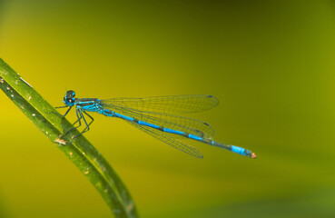 blue dragonfly on a green leaf