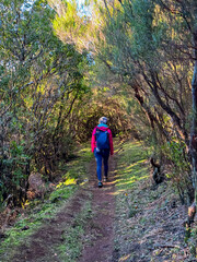 Fototapeta premium Hiker woman on mystical Levada walk in evergreen subtropical Laurissilva forest Fanal, Madeira island, Portugal, Europe. Idyllic trail along evergreen laurel trees. Dense diversified fauna vegetation
