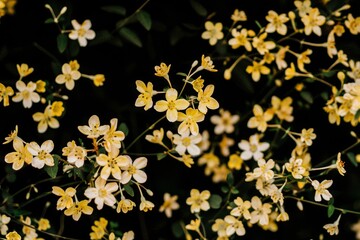 An aesthetically pleasing collection of small, yellow-petaled flowers with dark centers against a contrasting background