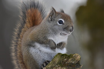 La Plaine 25 Février 2024