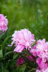 Obraz premium Beautiful fragrant flowers in summer garden. Pink peonies in full bloom.
