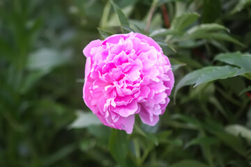 Beautiful fragrant flowers in summer garden. Pink peonies in full bloom.