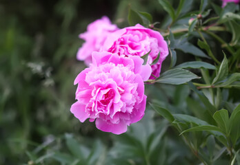 Beautiful fragrant flowers in summer garden. Pink peonies in full bloom.