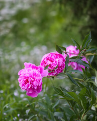Beautiful fragrant flowers in summer garden. Pink peonies in full bloom.
