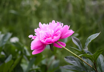 Beautiful fragrant flowers in summer garden. Pink peonies in full bloom.