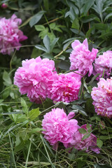 Beautiful fragrant flowers in summer garden. Pink peonies in full bloom.