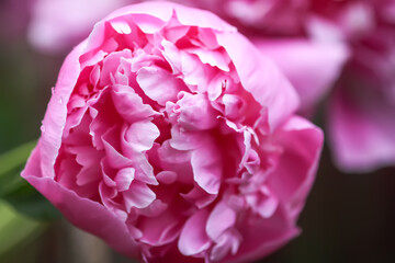 Beautiful fragrant flowers in summer garden. Pink peonies in full bloom.