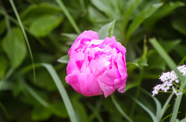 Beautiful fragrant flowers in summer garden. Pink peonies in full bloom.