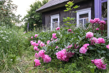 Fototapeta na wymiar Beautiful fragrant flowers in summer garden. Pink peonies in full bloom.