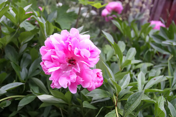 Beautiful fragrant flowers in summer garden. Pink peonies in full bloom.