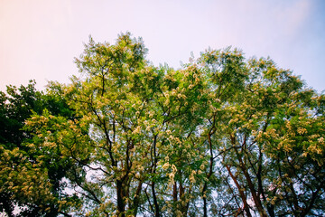 Obraz premium Robinia pseudoacacia, false acacia trees in bloom.