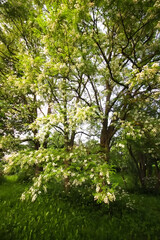 Obraz premium Robinia pseudoacacia, false acacia trees in bloom.