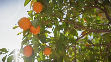 Ripe oranges hanging on a tree with sun flare in murcia, spain, showcasing fresh citrus fruit in an...