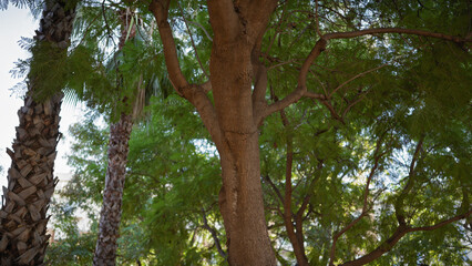 Tropical greenery with a palm and a leafy tree intertwines in murcia, showcasing spain's diverse flora in natural outdoor light.