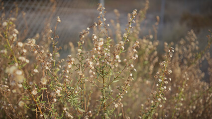 Close-up of dried plants in murcia, spain with soft focus and natural light on a sunny day, depicting the arid environment.