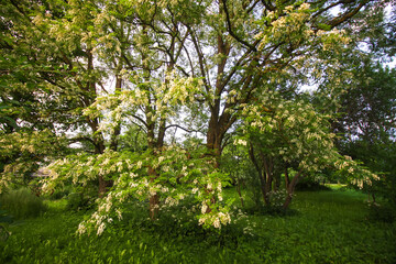Robinia pseudoacacia, false acacia trees in bloom.