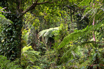 Rainforest Scenery with creek and cascades south of Cairns, Queensland, Australia