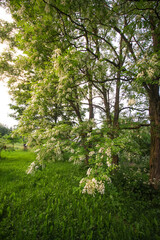 Fototapeta na wymiar Robinia pseudoacacia, false acacia trees in bloom.
