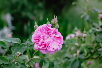 Beautiful flowers in summer garden. Pink roses.