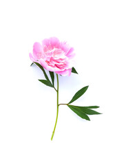 Beautiful fragrant flower. Pink peony on white background.
