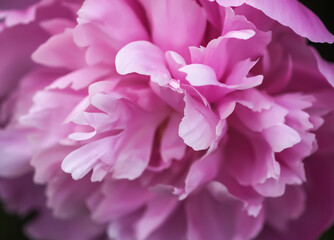 Beautiful flowers in summer garden. Pink peonies.
