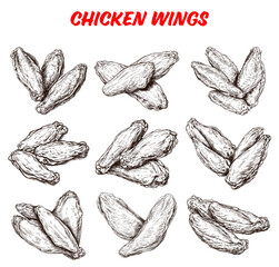 Collection of drawn Chicken wings. Sketch illustration