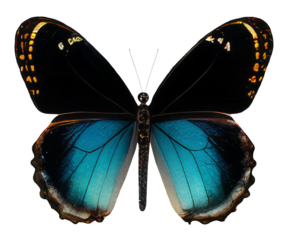 Butterfly isolated on transparent background, png Monarch butterfly with wings Digital illustration with grainy texture effect