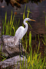 great blue heron ardea alba