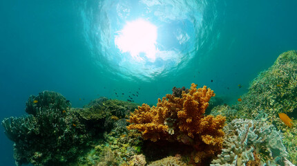 Colorful tropical fish and corals. Underwater world landscape scenery.