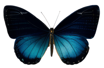 Butterfly isolated on transparent background, png Monarch butterfly with wings Digital illustration with grainy texture effect