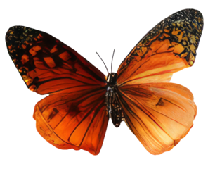 Butterfly isolated on transparent background, png Monarch butterfly with wings Digital illustration with grainy texture effect