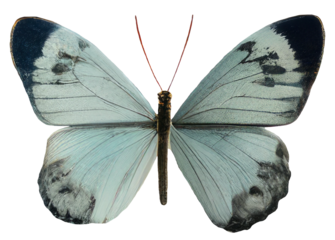 Swallowtail mahaon butterfly isolated vintage illustration on transparent background Cut-out collage element