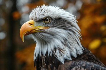 Obraz premium Portrait of a eagle in an Autumn Forest