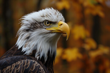 Portrait of a eagle in an Autumn Forest